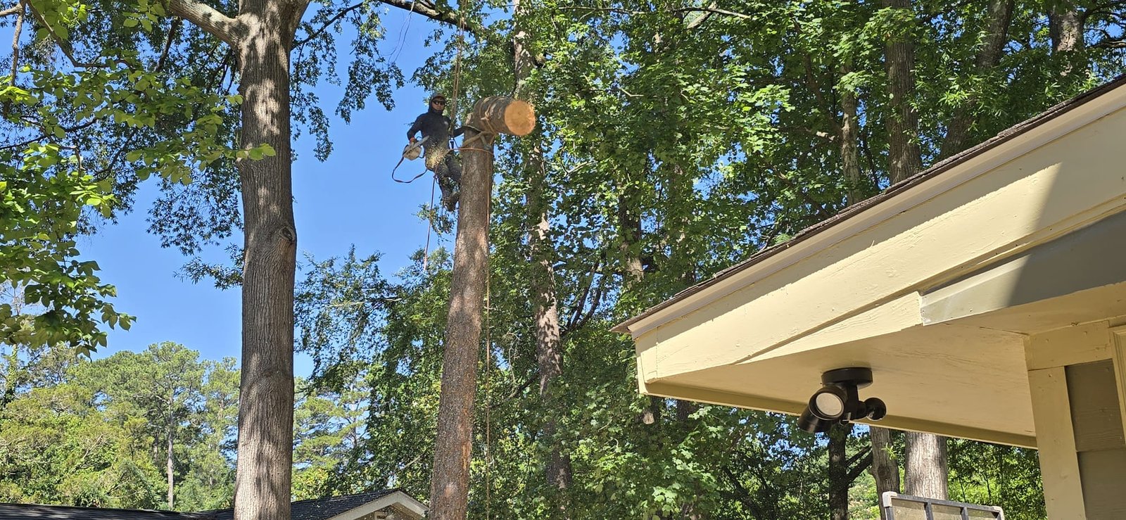 Tree trimming in progress by Cuervo Tree Trimming Service in North Carolina.