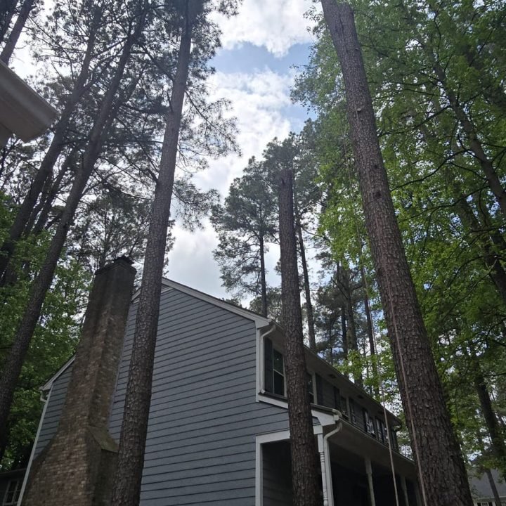 Expert tree trimming for safety and beauty – Cary, NC Cuervo Tree Trimming – Tree Service Cary, NC