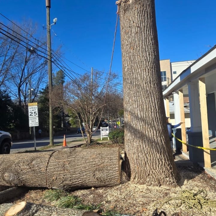 Tree Trimming Services by Cuervo – Cary, NC Cuervo Tree Trimming team performing tree pruning in Cary, NC